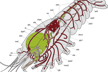 Skema sistem pembuluh hemolimfa crayfish Procambarus fallax f. virginalis, memperlihatkan jantung, ostia, aorta, serta cabang arteri menuju kepala, abdomen, dan anggota gerak